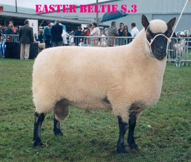 Clun Forest - Easter Beltie