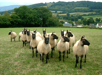 Clun Forest Ewes