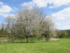 Hall Grounds click to enlarge